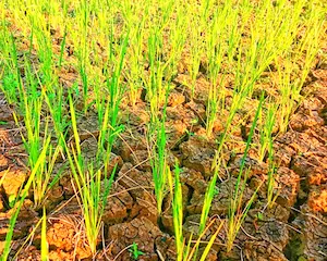 Weather- अल-नीनो का असर बढ़ा तो कमजोर पड़ सकता है मानसून