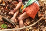 चंद्रपुर में दर्दनाक हादसा, बाघ के हमले में चार महिलाओं की मौत