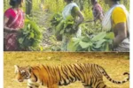 Chandrapur-Forests : बाघ के हमले में चार महिलाओं की मौत