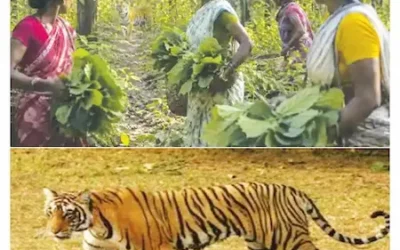 बाघ