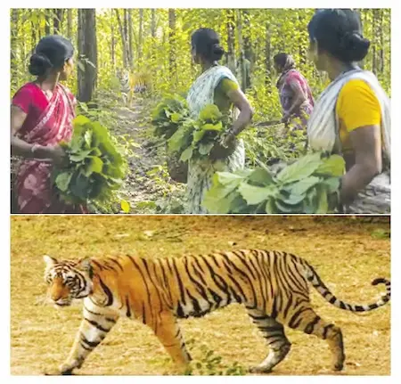 बाघ