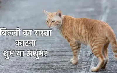 Shakun Shastra : बिल्ली का रास्ता काटना हर बार अशुभ नहीं