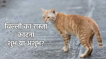 बिल्ली