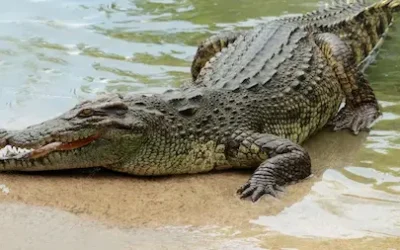 Odisha : महिला ने मगरमच्छ से दिखाई बहादुरी, चम्मच से आंखों पर वार कर बचाई जान